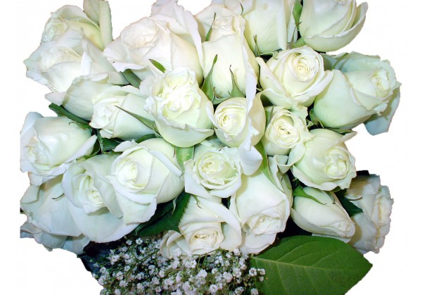 Paquete Rosas blancas(Excelente calidad, 70 cm) - www.susfloresencasa.com