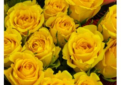 Paquete Rosas Amarillas (Excelente calidad)