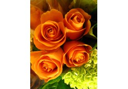 Paquete Rosas color naranja